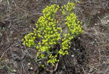 Euphorbia seguieriana 2020-05