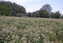 Asclepias syriaca, an invasive species in Hungary