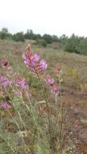 Astragalus varius - one species from the area