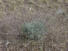 Artemisia campestris 2020-05