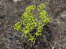 Euphorbia seguieriana 2020-05