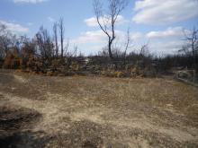 Landscape after the fire