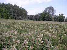 Asclepias syriaca, an invasive species in Hungary